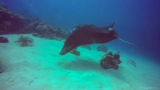 Manta Ray fly by