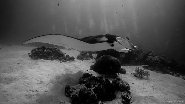 Manta Ray fly by