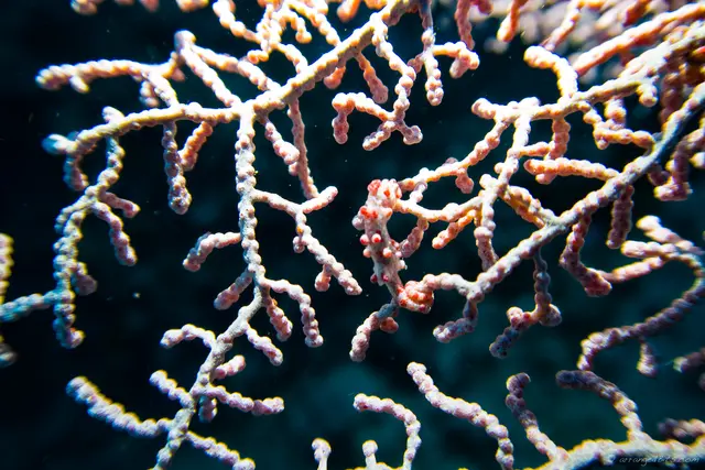 Can you spot the Pygmy seahorse?