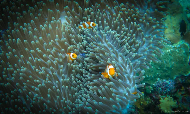 Nemo family