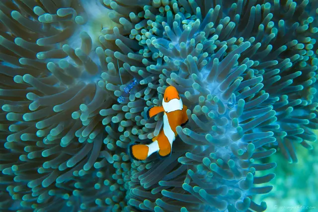 Nemo chillin with a shrimp