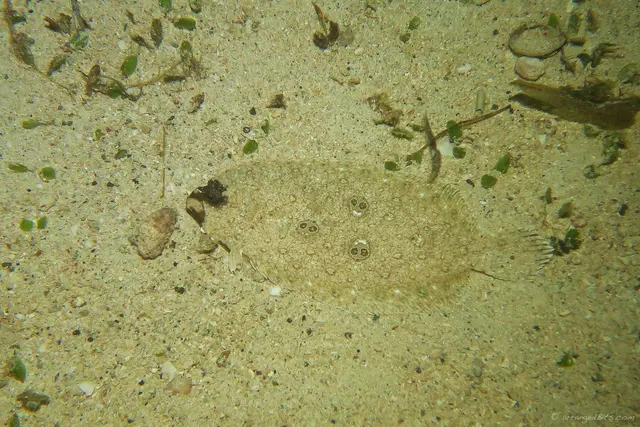 Carpet fish