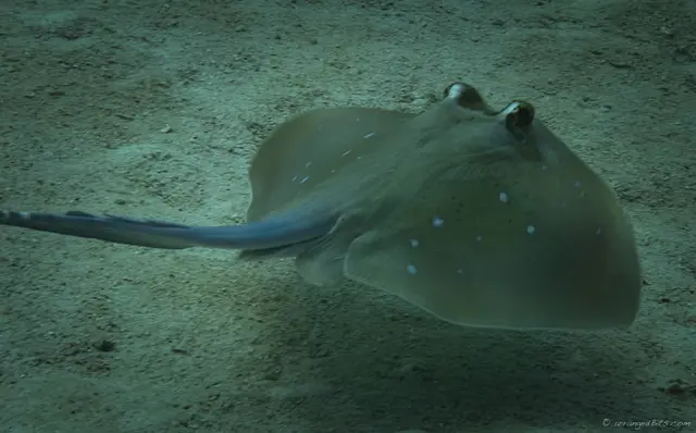 String Ray