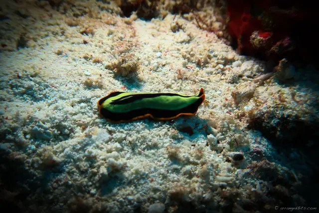 Nudibranch
