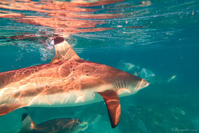 Shark side view