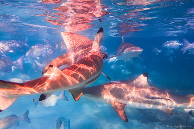 Sharks up close