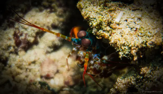 Lobster
