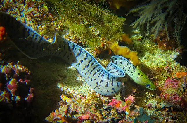 Eel