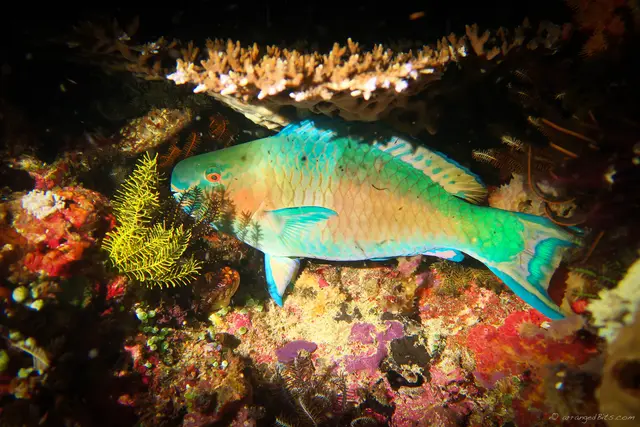 Parrot fish