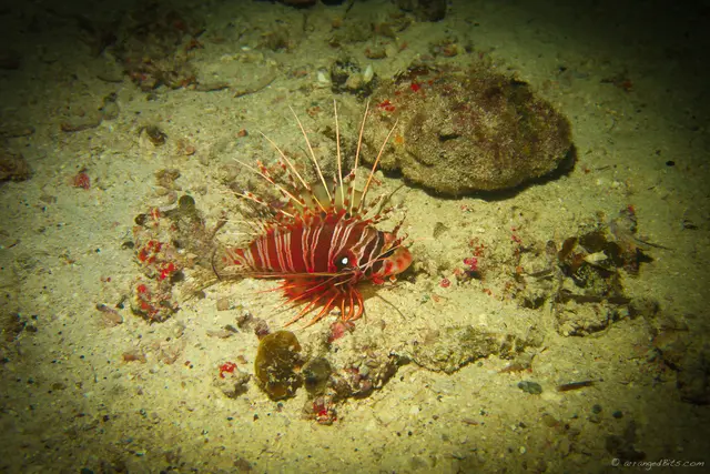 Lion fish