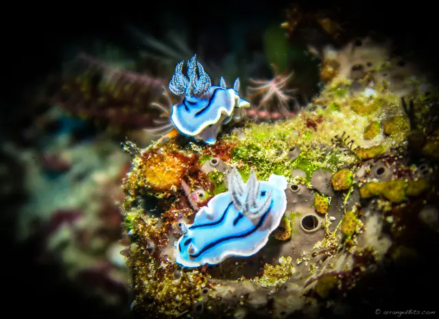 Nudibranch