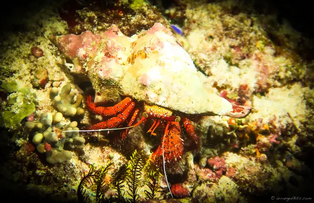 Crab thingie