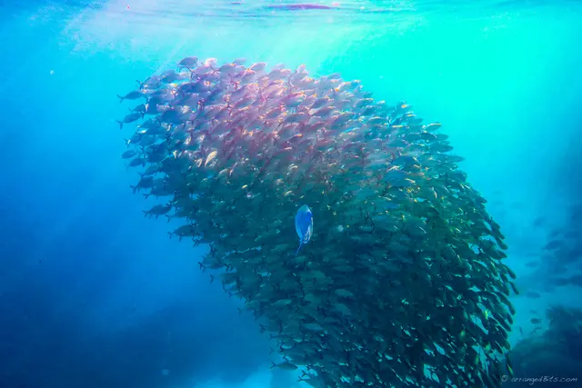 Chasing a school of fish