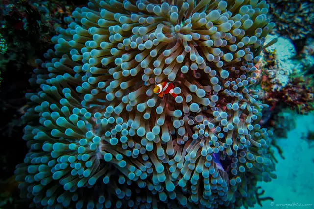 Found nemo